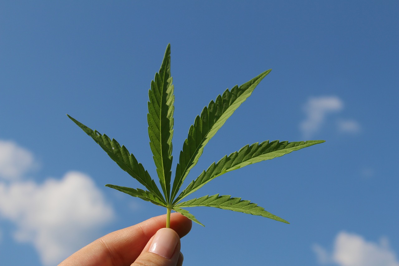 new weed seeds in America