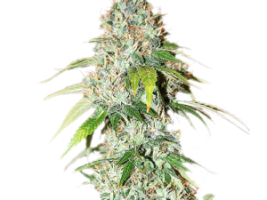 OG Kush marijuana strain for sale