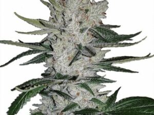 gorrila glue weed seeds for sale