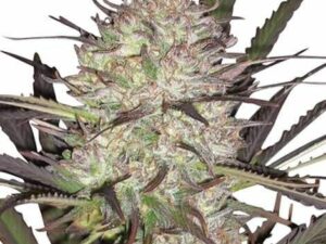 Durban Poison Cannabis Plant Picture US