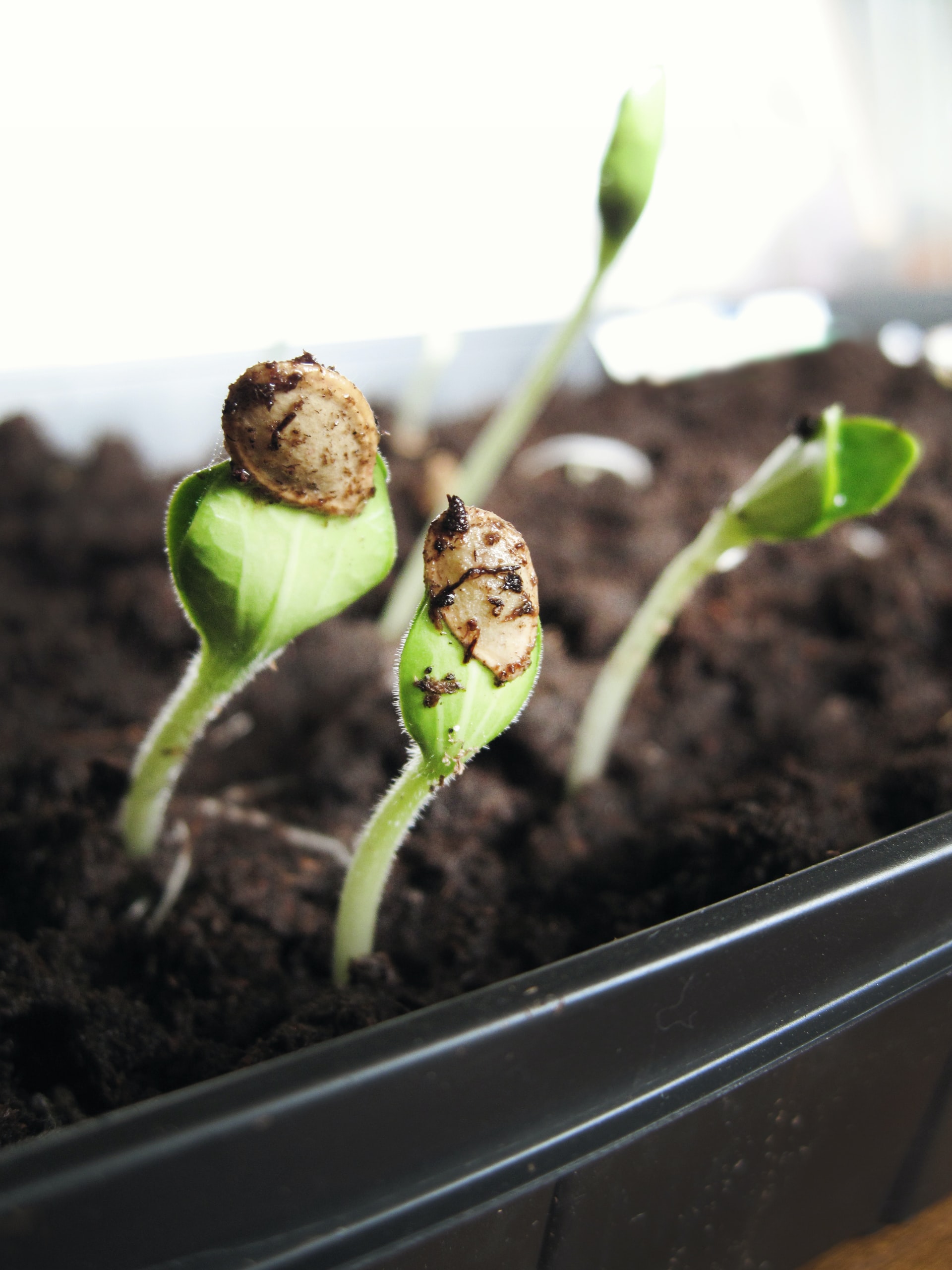 The three different types of cannabis seeds