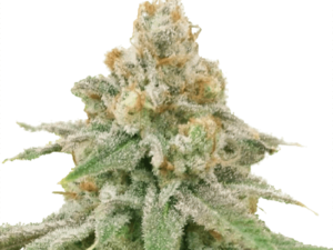 buy wedding cake marijuana seeds US