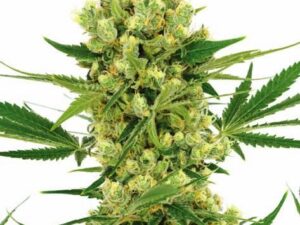 Product image of Amnesia Haze Marijuana Seeds for Americans