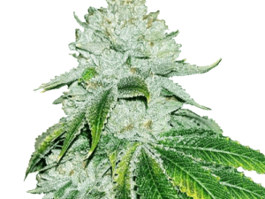 buying the best gelato marijuana strain for the USA