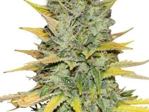 Gold Leaf cannabis strain