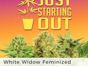 marijuana seeds for beginner growers