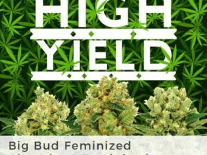 Our top yielding marijuana strains for the US