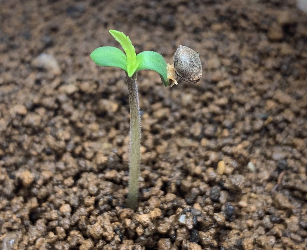 Cannabis seed sprouting