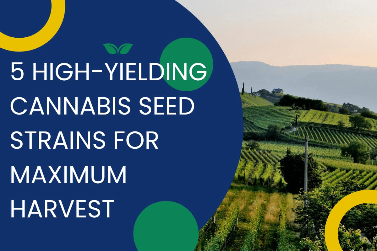 5 High Yielding Cannabis Seed Strains for Maximum Harvest