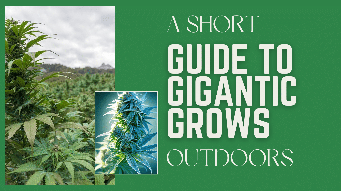 How to Grow Weed Outdoors