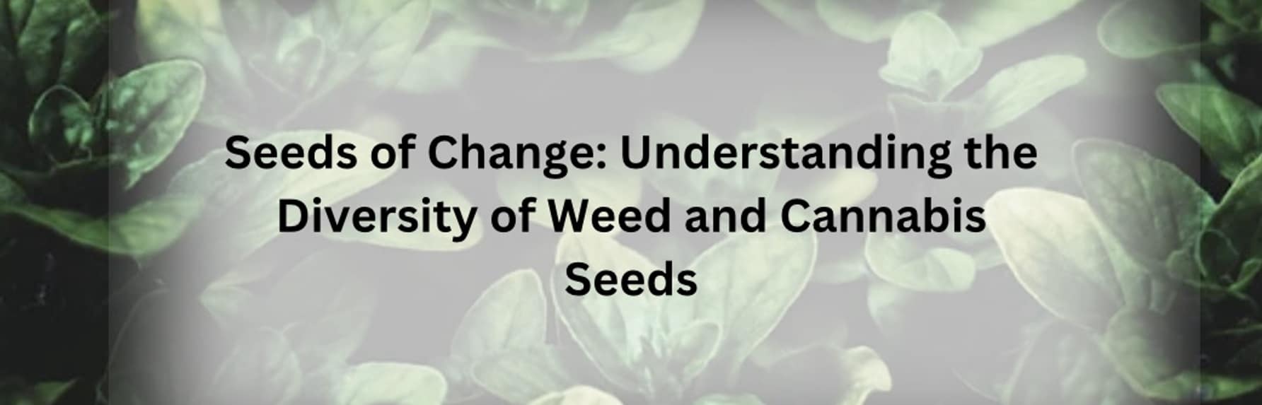 Seeds of Change: Understanding the Diversity of Weed and Cannabis Seeds