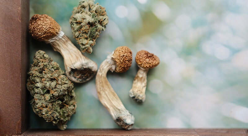 CBD, Cannabis, and Mushrooms: A Natural Trio for Managing Pain and Improving Well-being at Home